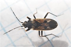 Rhyparochromus vulgaris