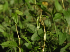 Muehlenbeckia sagittifolia