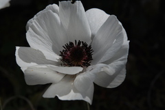 Ranunculus asiaticus