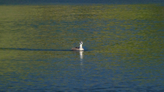 Podiceps cristatus australis