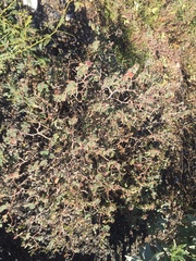 Euphorbia tomentulosa