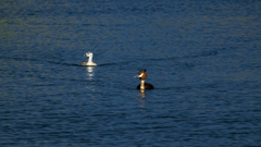 Podiceps cristatus australis