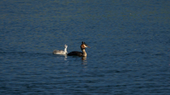 Podiceps cristatus australis
