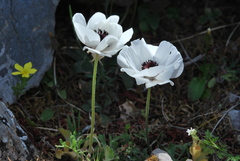 Ranunculus asiaticus