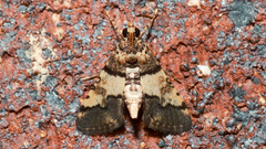 Nacoleia mesochlora