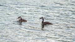 Podiceps cristatus australis