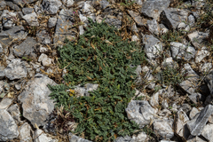 Erodium