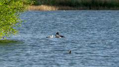 Podiceps cristatus australis
