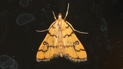 Glycythyma leonina