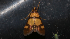 Deuterarcha xanthomela
