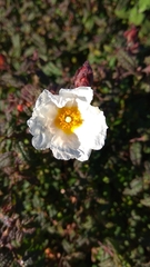 Cistus