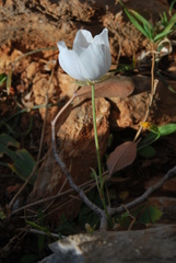 Ranunculus asiaticus