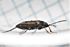 Rhyparochromus vulgaris