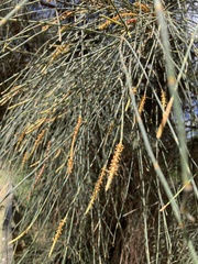 Allocasuarina verticillata