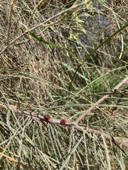 Allocasuarina verticillata