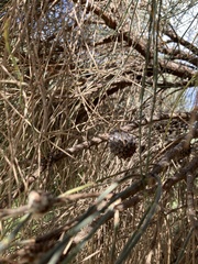 Allocasuarina verticillata