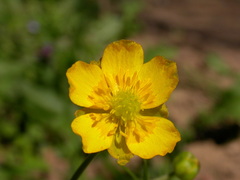 Ranunculus auricomus