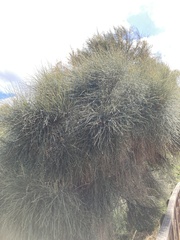 Allocasuarina verticillata