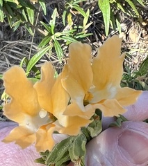 Diplacus longiflorus