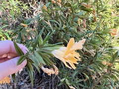 Diplacus longiflorus