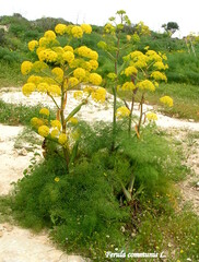 Ferula communis