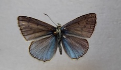 Polyommatus daphnis