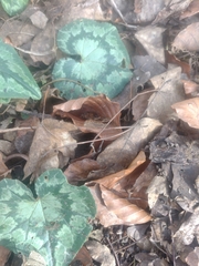 Cyclamen hederifolium