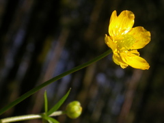 Ranunculus auricomus