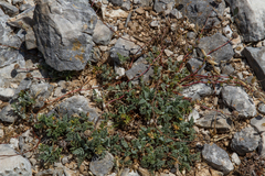 Erodium