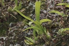 Epidendroideae