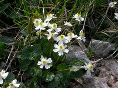Ranunculus bilobus