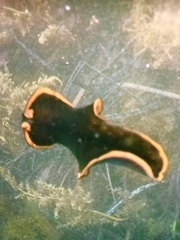 Pseudobiceros splendidus