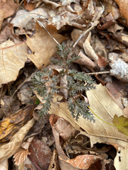 Sceptridium dissectum dissectum