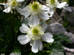 Ranunculus bilobus