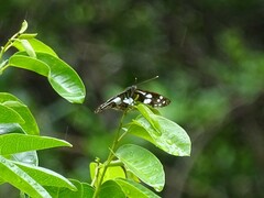 Phaedyma shepherdi