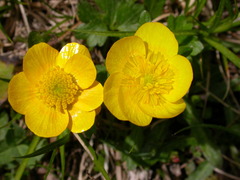 Ranunculus breyninus