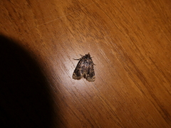 Aglossa