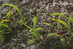 Epidendroideae
