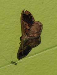 Zythos turbata