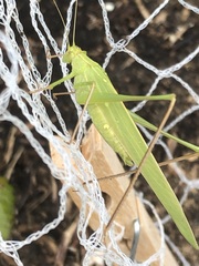 Polichne