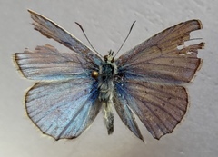 Polyommatus daphnis