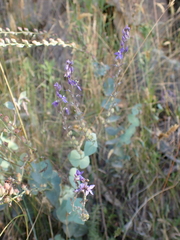 Veronica perfoliata