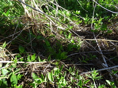 Tradescantia fluminensis