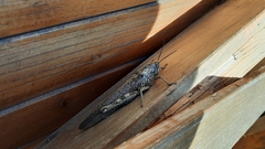 Anacridium aegyptium