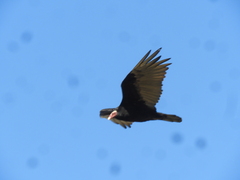 Cathartes aura