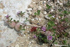 Trifolium tomentosum