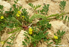 Hippocrepis unisiliquosa