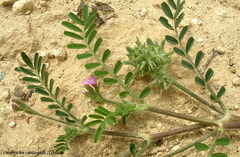 Onobrychis crista-galli
