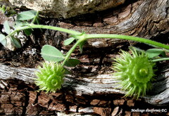 Medicago disciformis