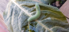 Pieris rapae